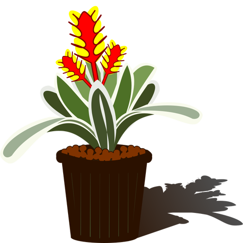 Potted Bromelia vektor image