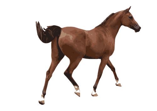 Farget vector illustrasjon av en mannlig hest