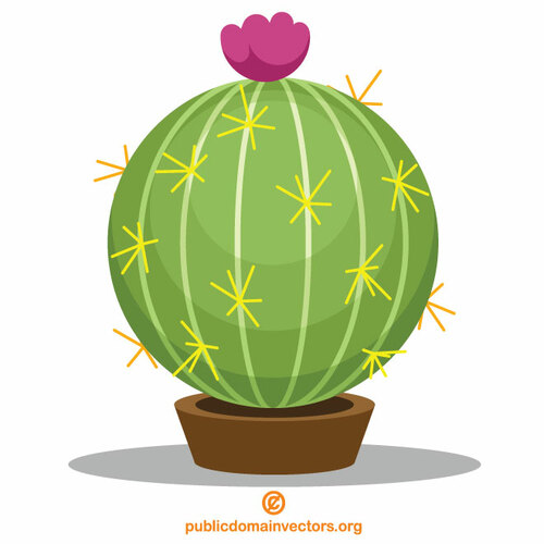 Kaktus i liten pott
