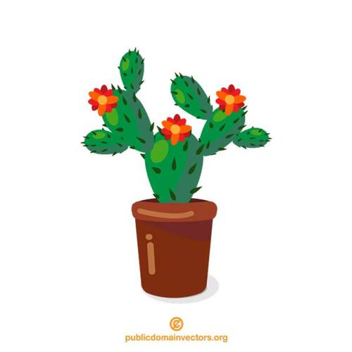 Kaktus v květináči