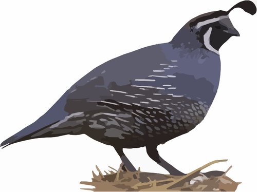 California quail slipning på en boet vektor ClipArt