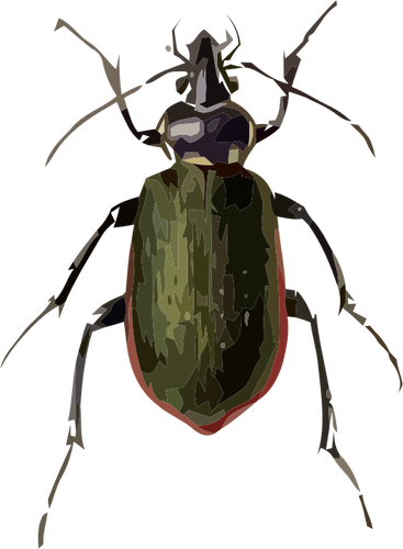 Scrutator Calosoma