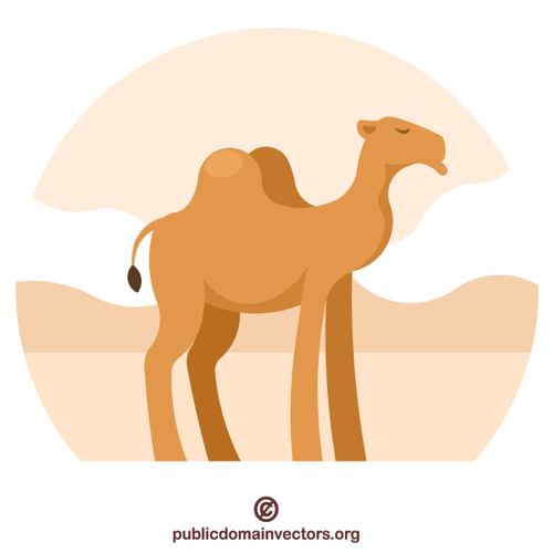 Camel animal