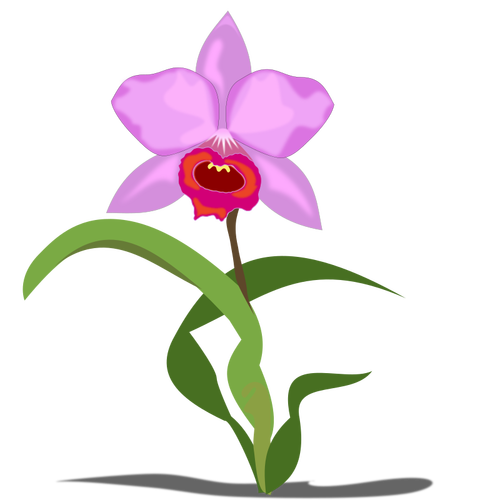 Tunggal Cattleya bunga vektor grafis