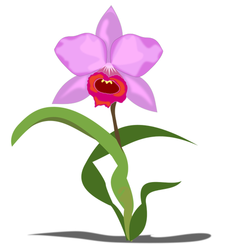 Één Cattleya bloem vectorafbeeldingen