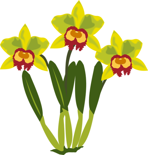 Clipart vectorial de Cattleya