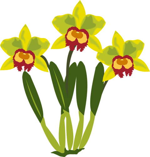 Cattleya vector illustraties