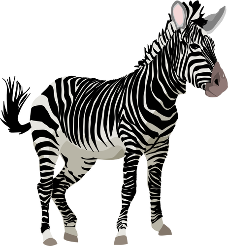 Grafică vectorială culoare zebra animal
