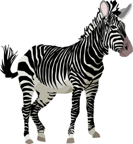 Gráficos vetoriais de animal de zebra cor