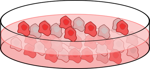 Immagine della piastra di coltura delle cellule