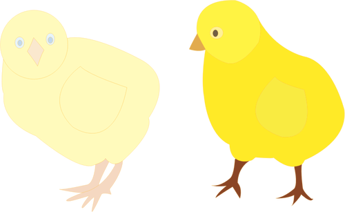 Vector image of two chicks in different shades of yellow