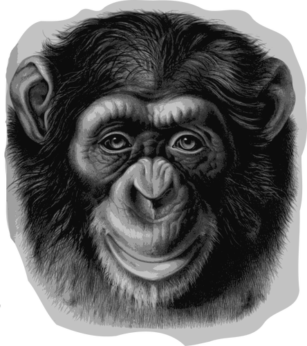 Szympans głowy