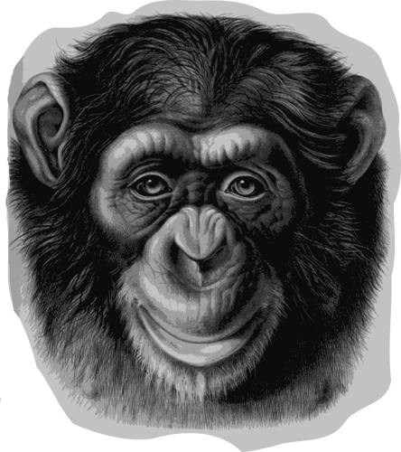 Chimpanzee head