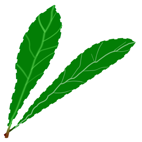 Par de hojas verdes