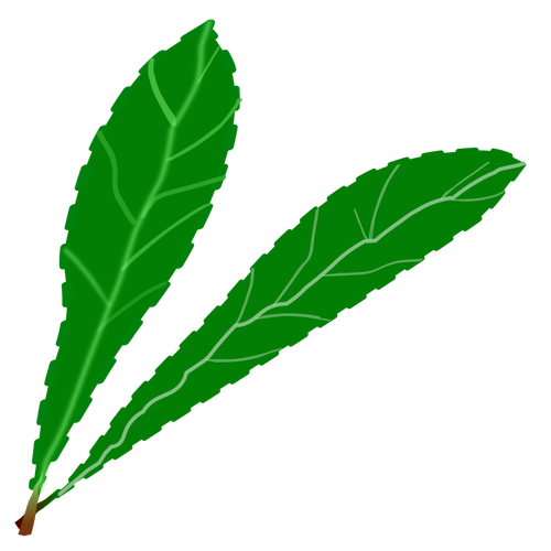 Green leaves pair