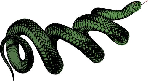 Serpente verde arrotolato