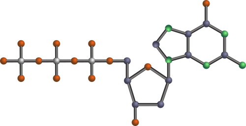 Molecola del DNA