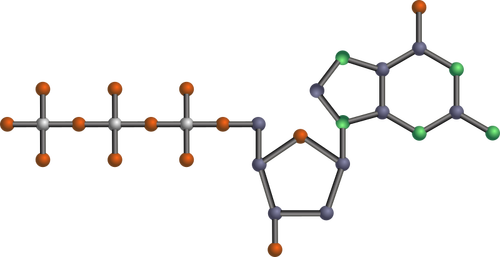 DNA 분자