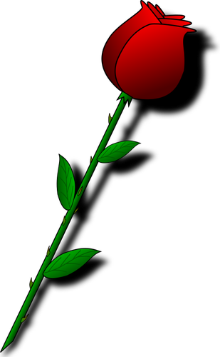 Rose d’épines