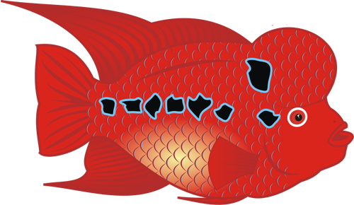 Flowerhorn ryby vektor