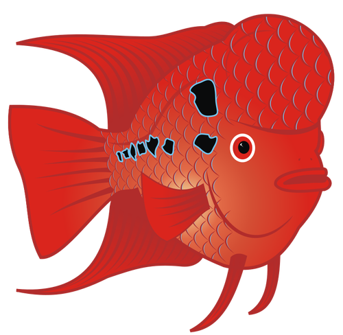 Image vectorielle poissons FLOWERHORN