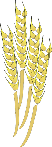 Gráficos vetoriais das bainhas de trigo