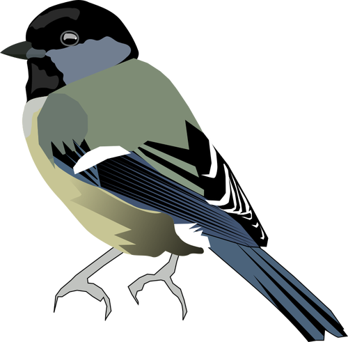 Image vectorielle d’oiseau coloré avec front gris