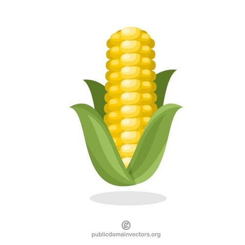 Plant de maïs-grain