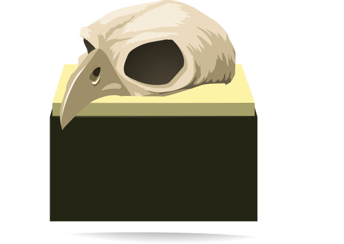 Vogel-Schädel