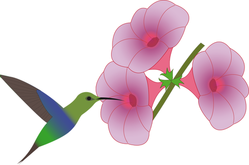 Colibri fågeln plockar på en blomma illustration