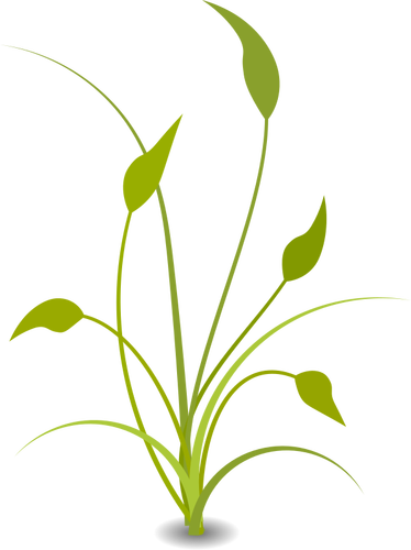 Green plant with leaves