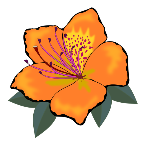 Oranžový květ s listy