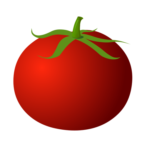 Tomate fraîche