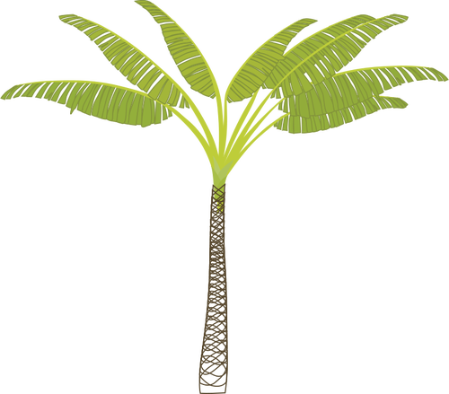 Gambar pohon palem tropis