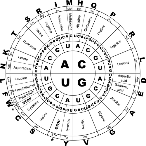 Gráficos vectoriales de código genético RNA BW