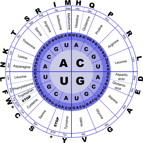 遺伝コード RNA ベクター画像