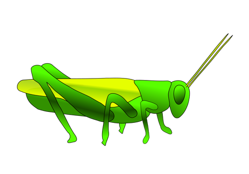 Grasshopper image