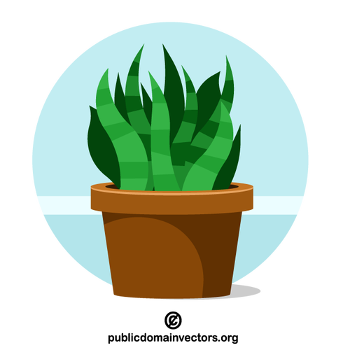 Grønn plante vokser i potten