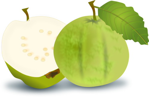 Guava vector image