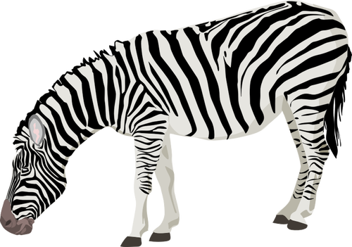 Vector afbeelding van fotorealistische zebra