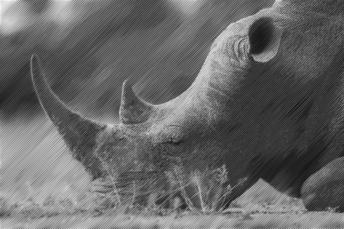 Rhino demi-teinte