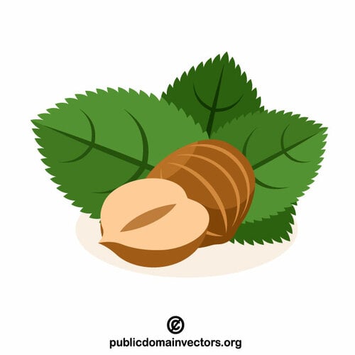 Hazelnut vector clip art