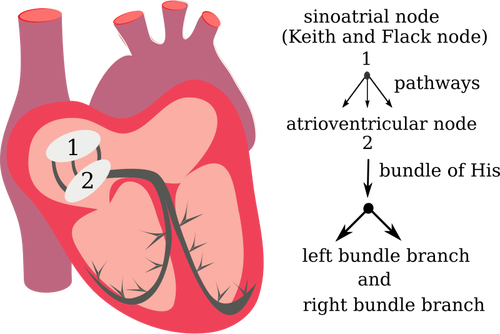 Gambar dari sistem listrik jantung vektor