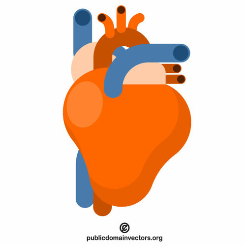 Hart anatomie vector illustraties