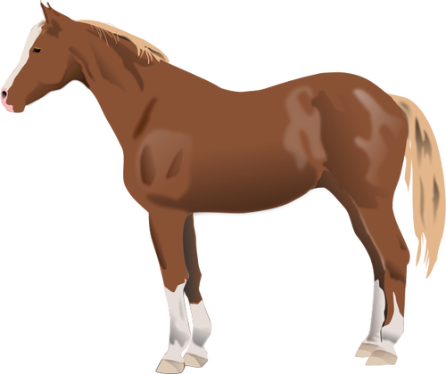 Ilustração em vetor de pé de cavalo