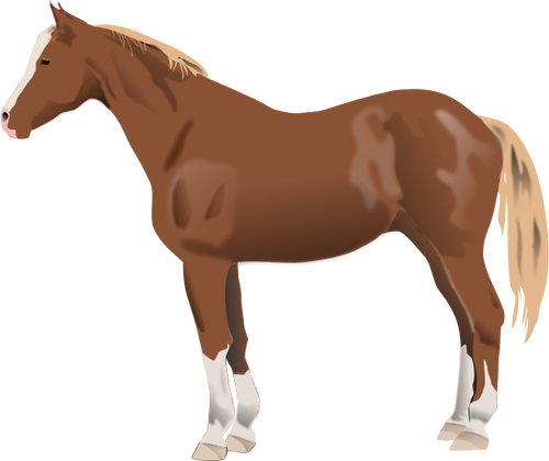 Illustration vectorielle de standing de cheval