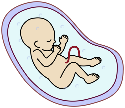 Imagen vectorial de embrión humano