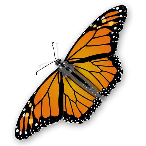 Gráficos vectoriales mariposa manchada