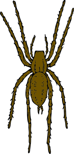 Illustrazione vettoriale di ragno marrone