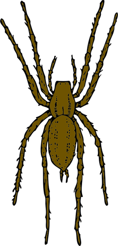 Vector illustration of brown spider